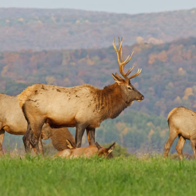 Elk in Morning Sunlight